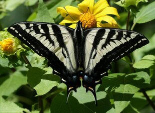 Papilio eurymedon flower
